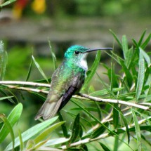 Cyan-green hummingbird